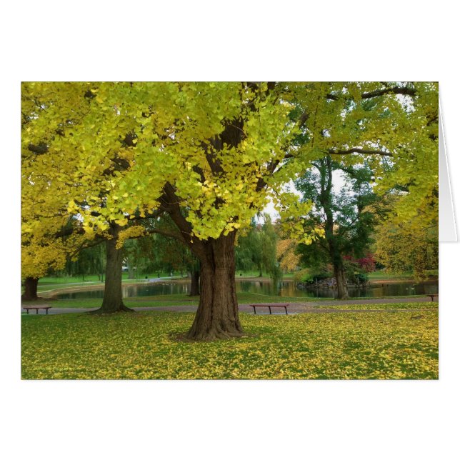 Árbol de Ginkgo amarillo en el jardín público de B (Anverso (Horizontal))