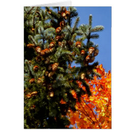 Árbol de hoja perenne con Pinecones