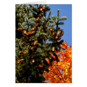 Árbol de hoja perenne con Pinecones