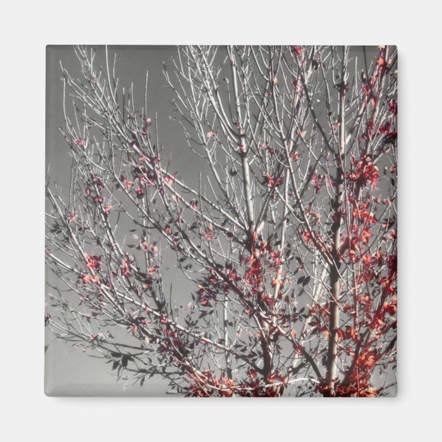 Árbol de imán de esperanza (Frente)