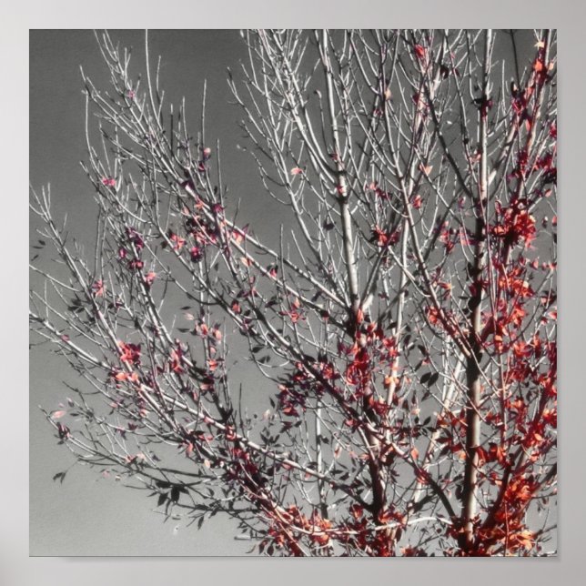 Árbol de impresión de esperanza (Frente)