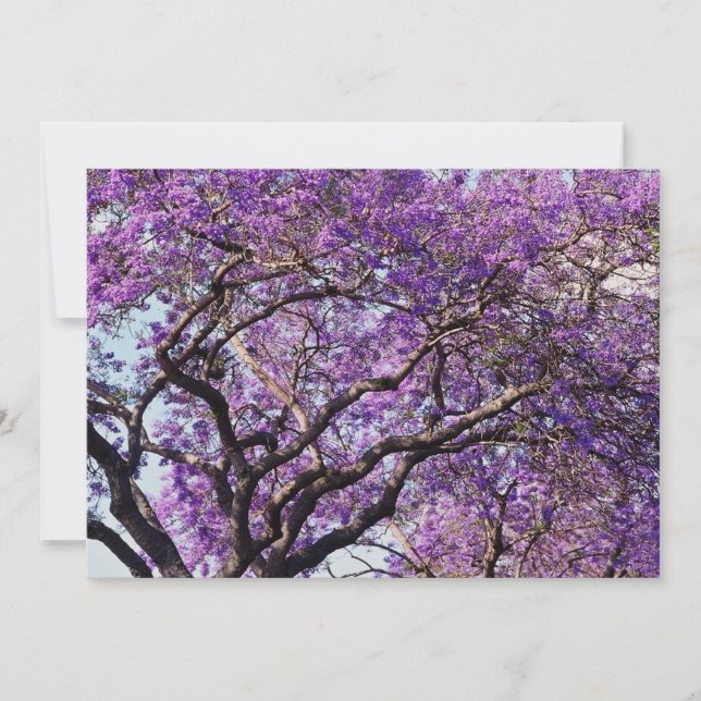 Árbol de jacaranda en flores de primavera (Anverso)