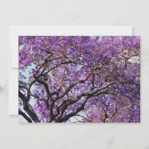 Árbol de jacaranda en flores de primavera