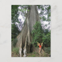 Árbol de kapok y postal del chica de hadas
