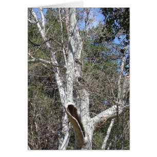 Árbol de la cala de Malibu