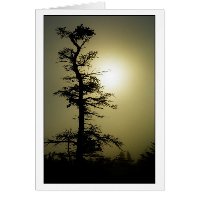 Árbol de la cumbre (Frente)