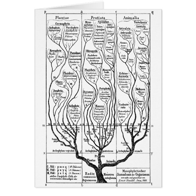Árbol de la vida (Frente)