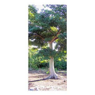 Árbol de las tarjetas del Sabiduría-estante