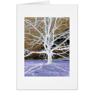 Árbol de Lisa con borde blanco