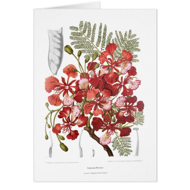 Árbol de llama (regia del Delonix) (Frente)