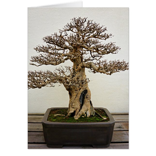 Árbol de los bonsais de la granada (Frente)