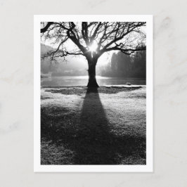 Árbol de luz: Derwentwater, postal de Cumbria