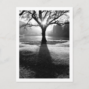 Árbol de luz: Derwentwater, postal de Cumbria