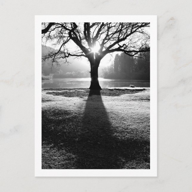 Árbol de luz: Derwentwater, postal de Cumbria (Anverso)