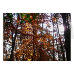 Arbol de luz solar a través del otoño en Greenbelt