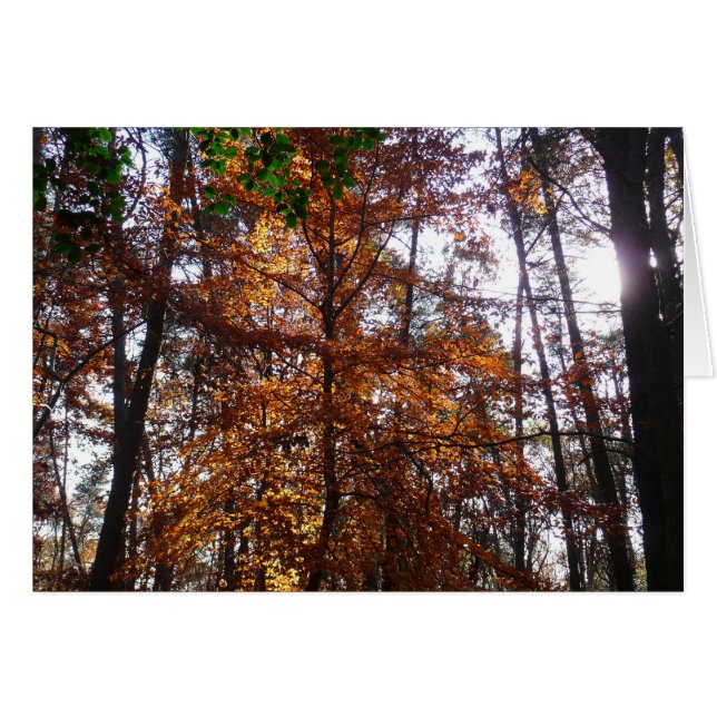 Arbol de luz solar a través del otoño en Greenbelt (Anverso (Horizontal))