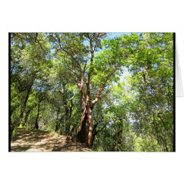 Árbol de Madrone en rastro de montaña de Sonoma