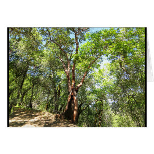 Árbol de Madrone en rastro de montaña de Sonoma