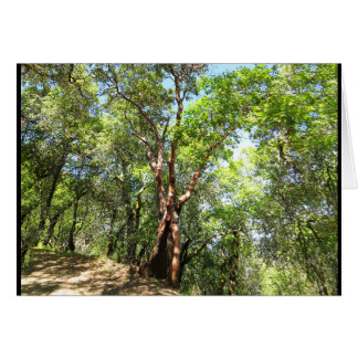 Árbol de Madrone en rastro de montaña de Sonoma