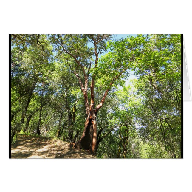 Árbol de Madrone en rastro de montaña de Sonoma (Anverso (Horizontal))
