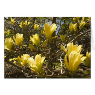 Árbol de magnolia amarillo