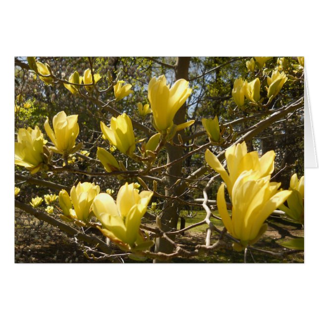 Árbol de magnolia amarillo (Anverso (Horizontal))