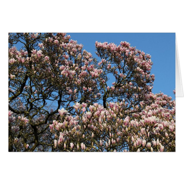 Árbol de magnolia en flor (Anverso (Horizontal))