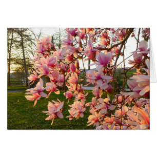 Árbol de magnolia en pleno auge al atardecer