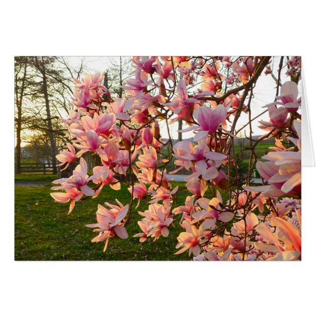 Árbol de magnolia en pleno auge al atardecer (Anverso (Horizontal))