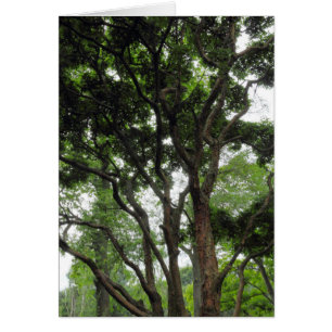 Árbol de magnolia en verano