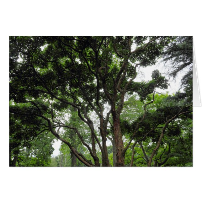 Árbol de magnolia en verano (Anverso (Horizontal))