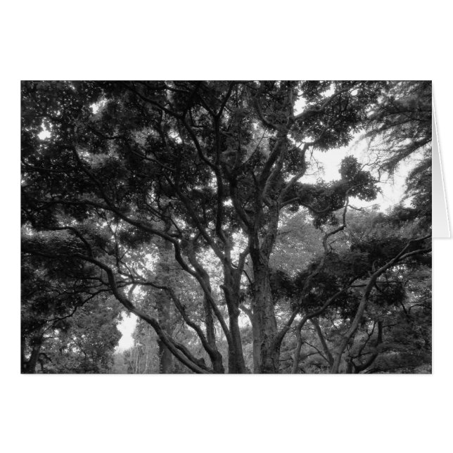 Árbol de magnolia en verano BW (Anverso (Horizontal))