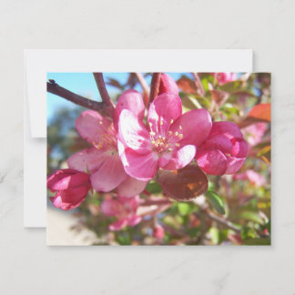 Árbol de manzanas cangrejo en flor