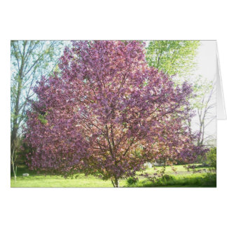 Árbol de manzanas cangrejo en flor