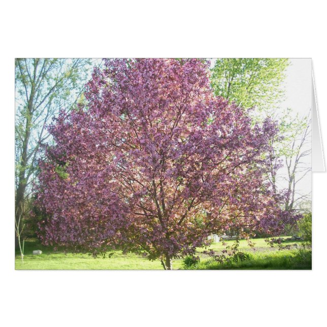 Árbol de manzanas cangrejo en flor (Anverso (Horizontal))