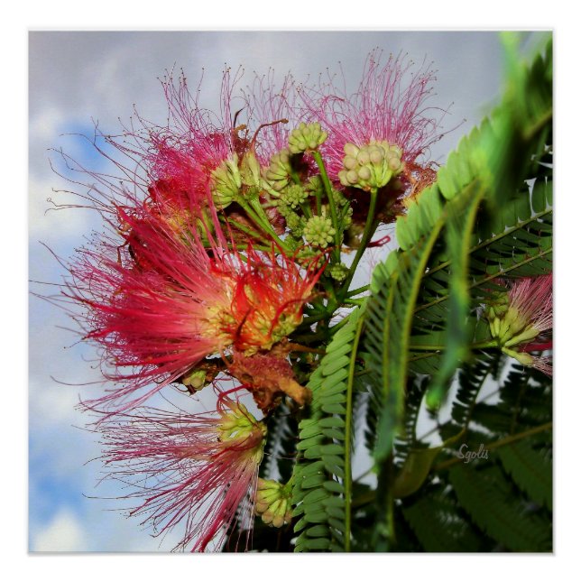 Árbol de Mimosa con Flores Rosas Póster Brillante (Anverso)