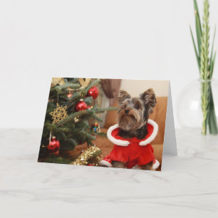 Árbol de navidad y perrito de Yorkie