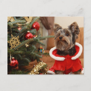Árbol De Navidad Y Yorkie Puppy