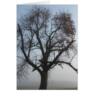 Árbol de niebla en Iowa