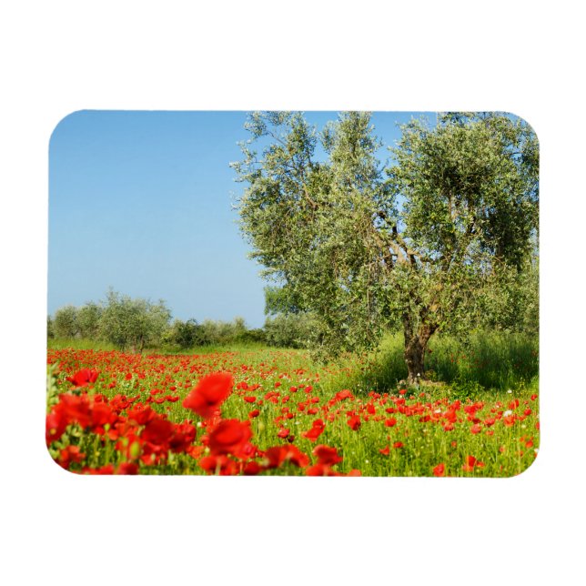 Árbol de oliva en campo de amapola imán rectangula (Horizontal)