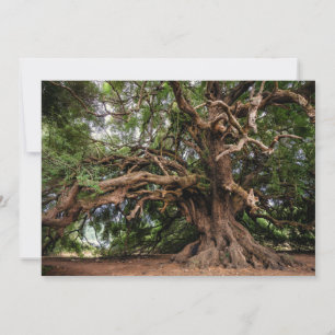 Árbol de oliva viejo y ruso