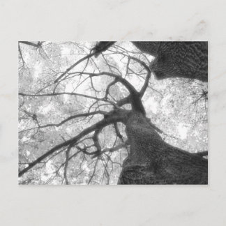 Árbol de otoño en postal blanca y negra