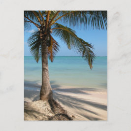 Árbol de palma - postal