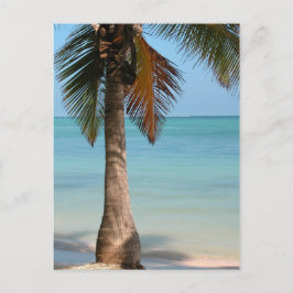 Árbol de palma - postal