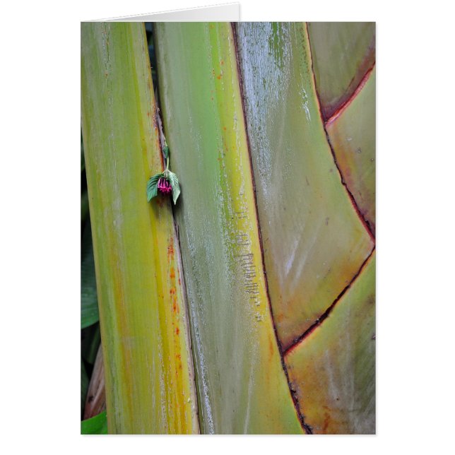 Árbol de palmas de viajeros (Frente)