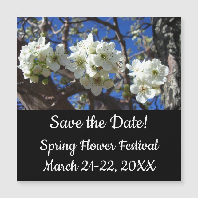 Árbol de peras florido de primavera de los Cluster (Anverso)