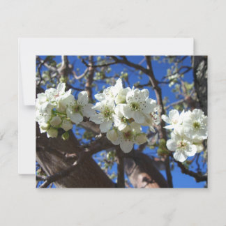 Árbol de peras florido de primavera de los Cluster