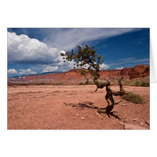 Árbol de pino de Pinyon torcido