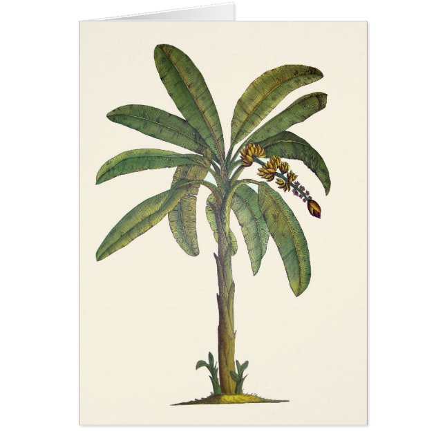 Árbol de plátano botánico (Frente)