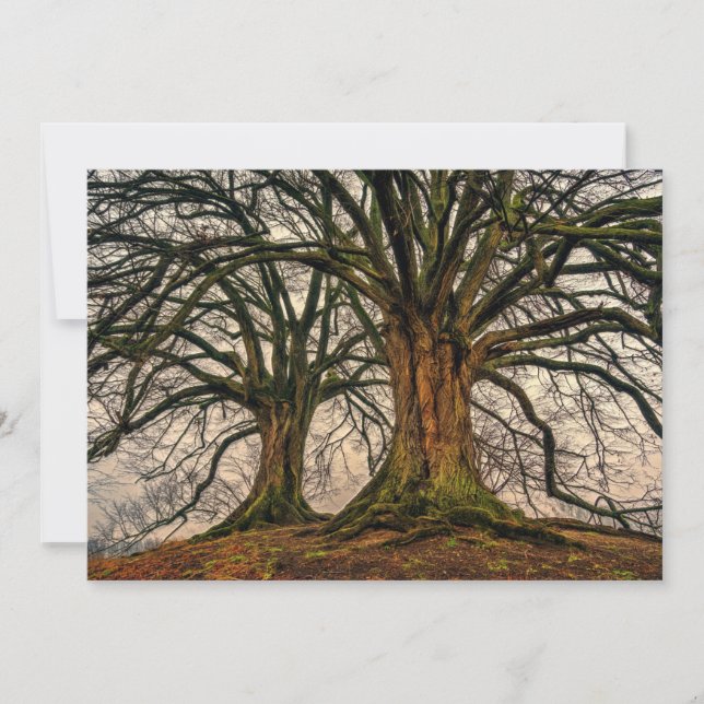 Árbol de roble antiguo en invierno (Anverso)